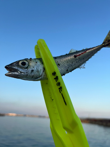 サバの釣果