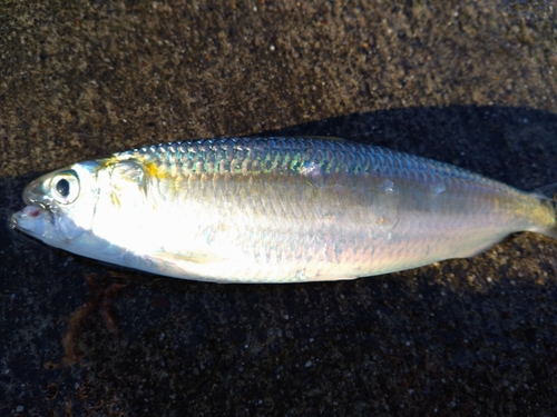 イワシの釣果