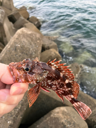 アラカブの釣果