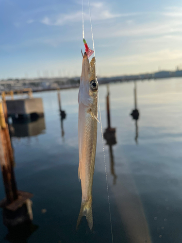 カマスの釣果