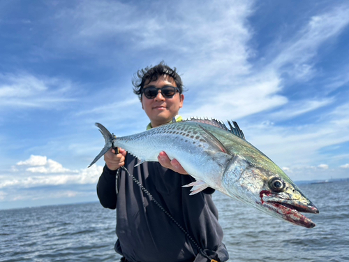 サワラの釣果