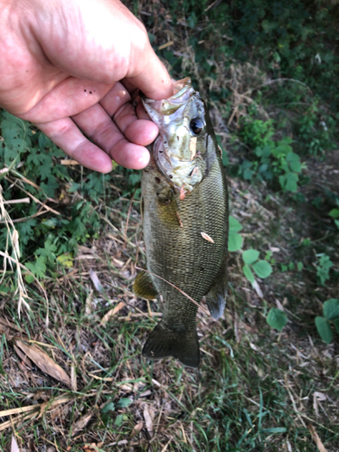 スモールマウスバスの釣果