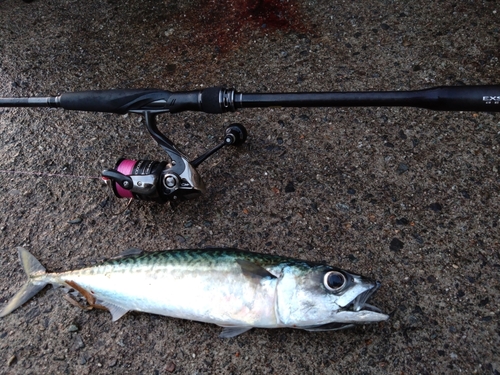 サバの釣果