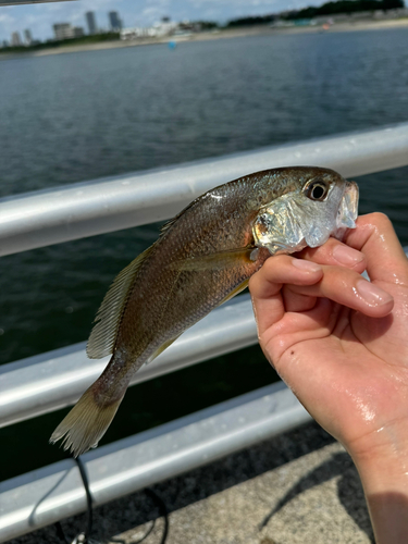 シログチの釣果