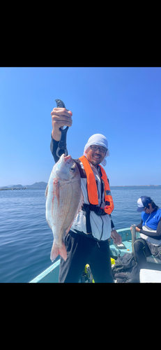 マダイの釣果