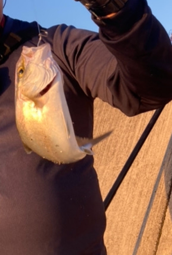 ショゴの釣果