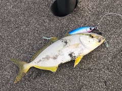 ショゴの釣果