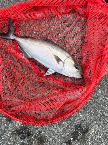 カンパチの釣果