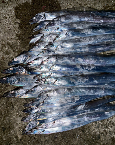 タチウオの釣果