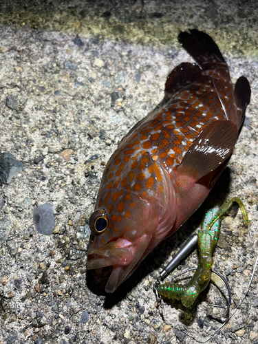 キジハタの釣果