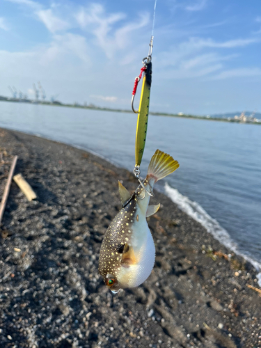 クサフグの釣果