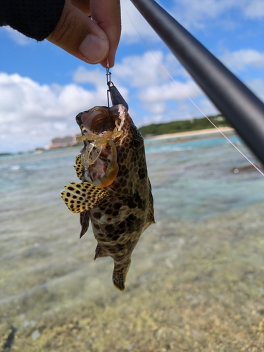 イシミーバイの釣果