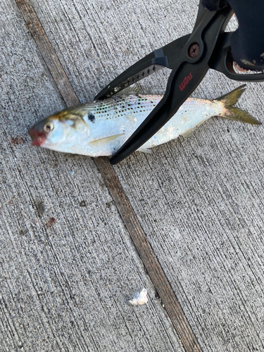 コノシロの釣果