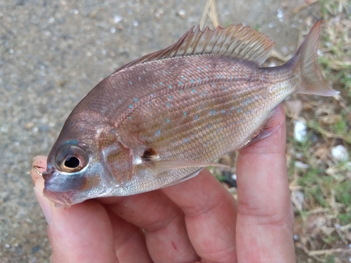 チャリコの釣果