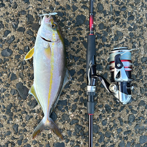 ショゴの釣果