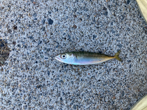 サバの釣果