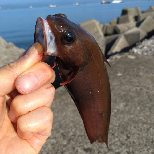 ドンコの釣果