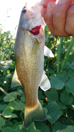 ブラックバスの釣果