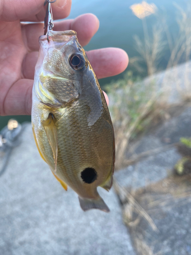 クロホシフエダイの釣果