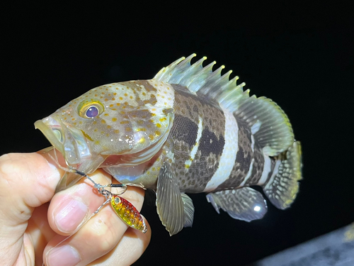 アオハタの釣果