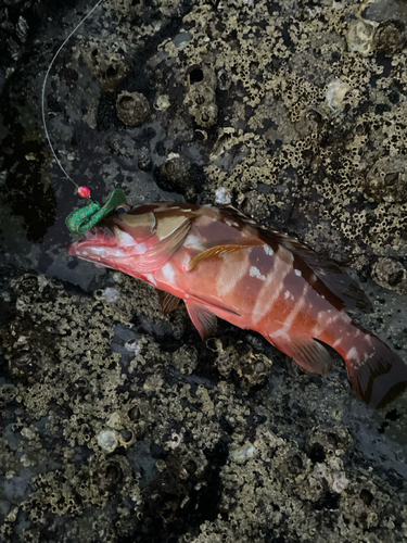 アカハタの釣果