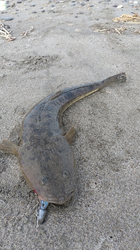 マゴチの釣果