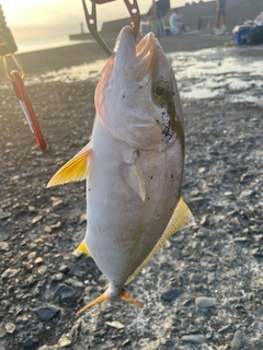 ショゴの釣果