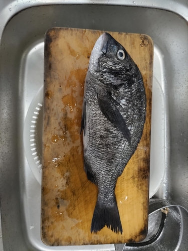 チヌの釣果