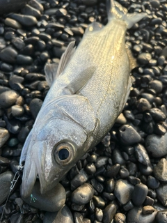 スズキの釣果