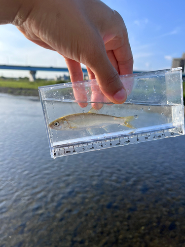 ウグイの釣果