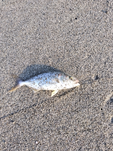 ショゴの釣果