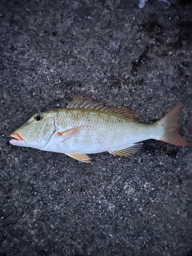 ムネアカクチビの釣果