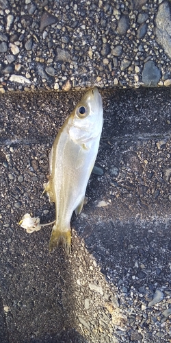 マハゼの釣果