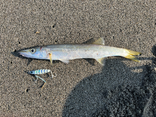 カマスの釣果