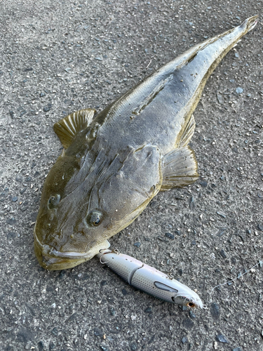 マゴチの釣果