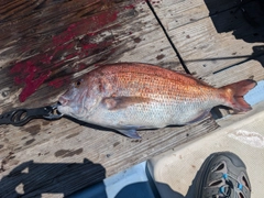 タイの釣果