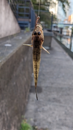 ハゼの釣果