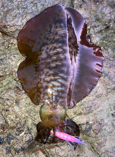 アオリイカの釣果