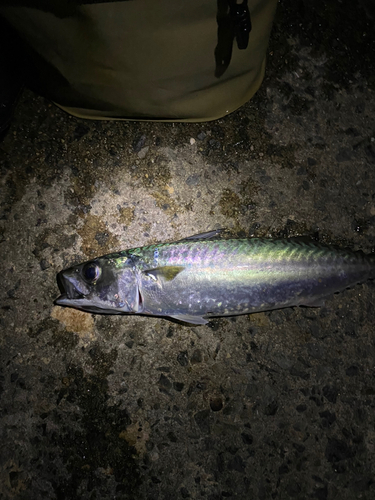 サバの釣果