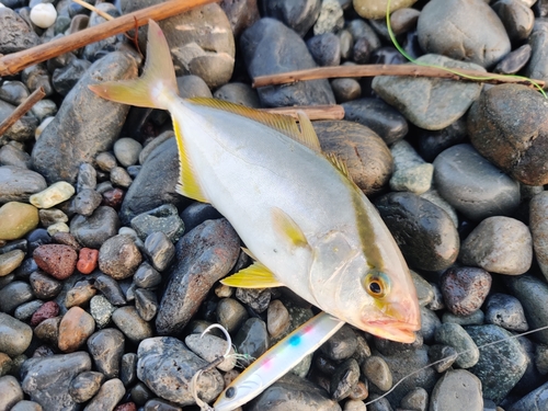 ショゴの釣果