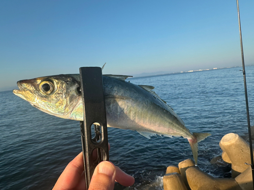 アオアジの釣果