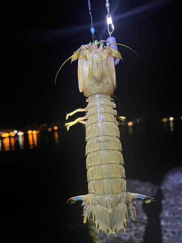 シャコの釣果