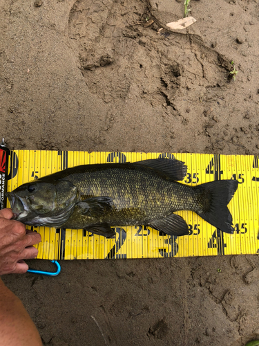 スモールマウスバスの釣果