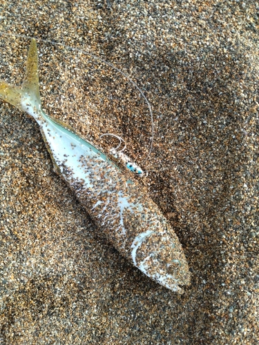 ツバスの釣果