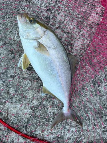 カンパチの釣果