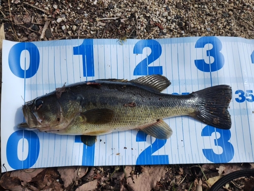 ブラックバスの釣果