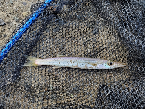 カマスの釣果