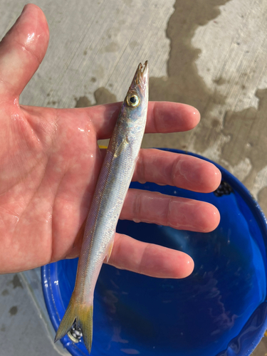 カマスの釣果