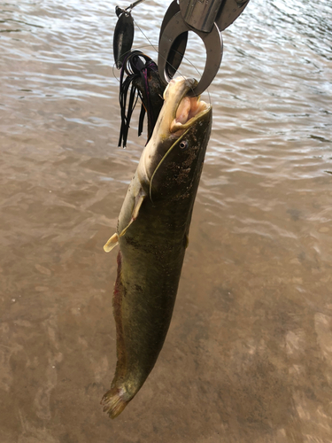 ナマズの釣果