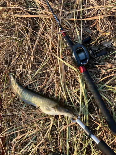 ナマズの釣果